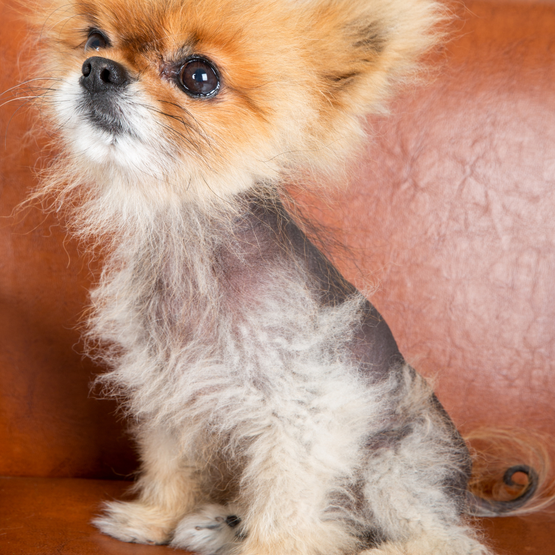 ABVC_Alopecia in Cats, Dogs, and Rabbits