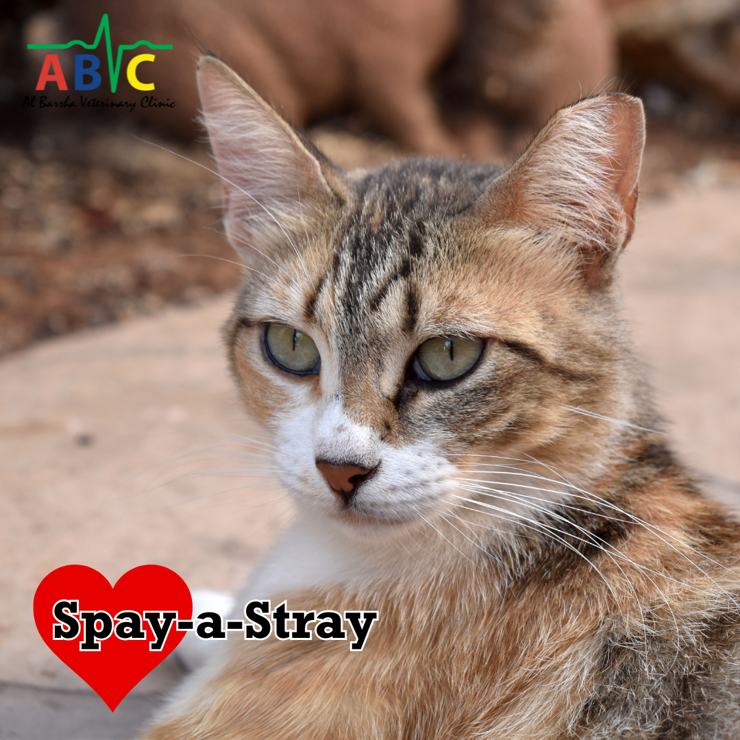 ABVC Stray Support