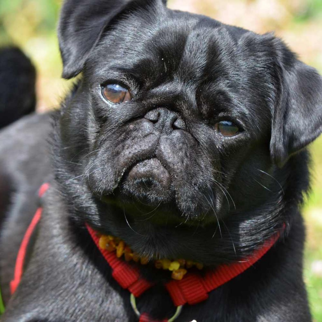 26% Discount Boas Consultation Fee