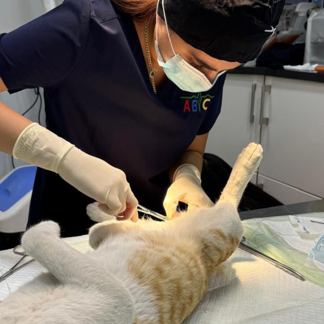 26% Discount Spay & Neuter