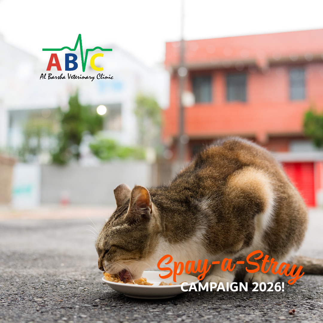 21st Annual Spay-a-Stray Campaign at ABVC