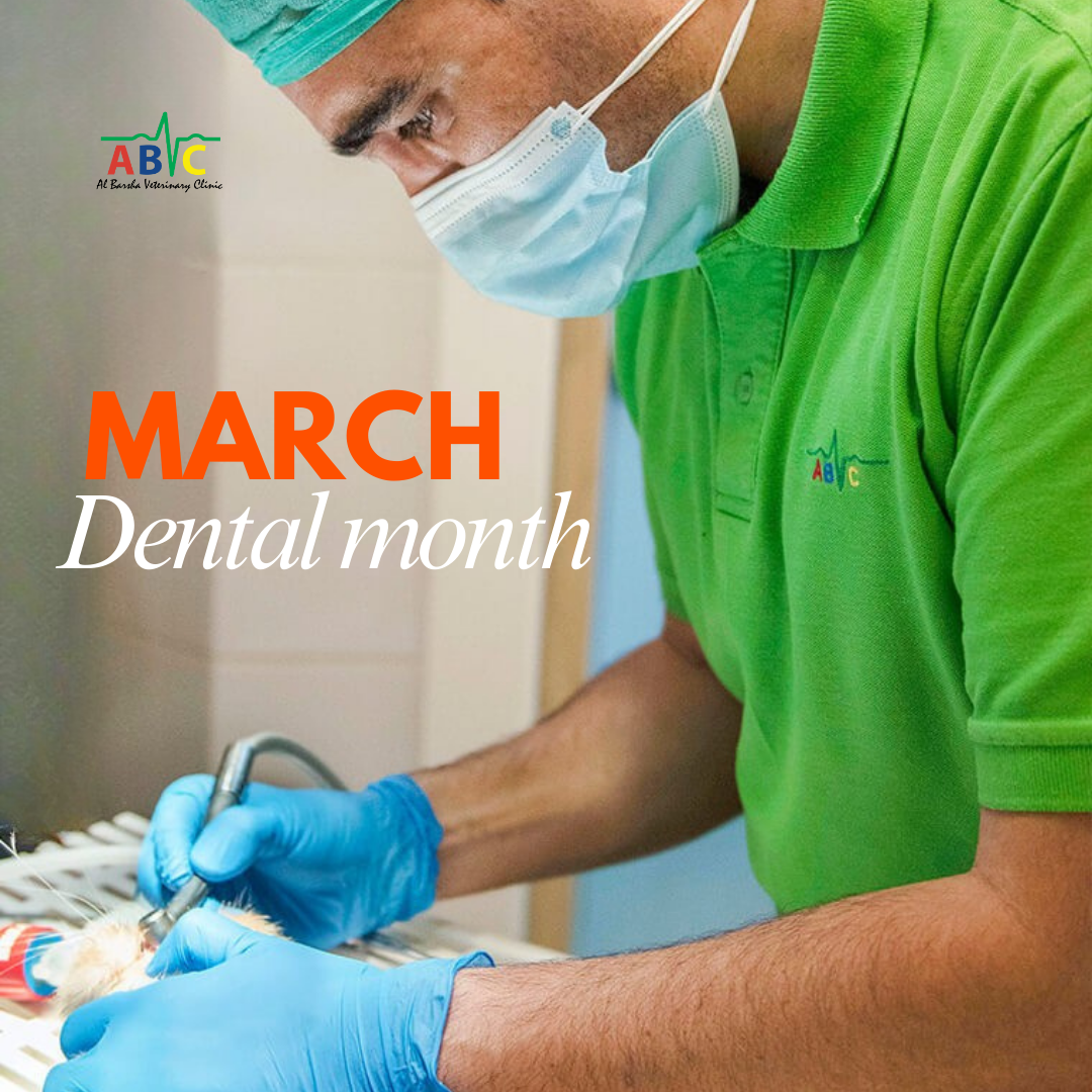 ABCV Dental Packages