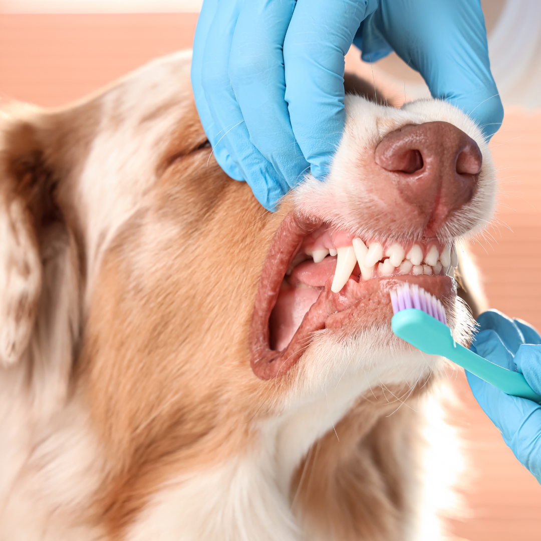 Why Dental Health Matters for Pets?