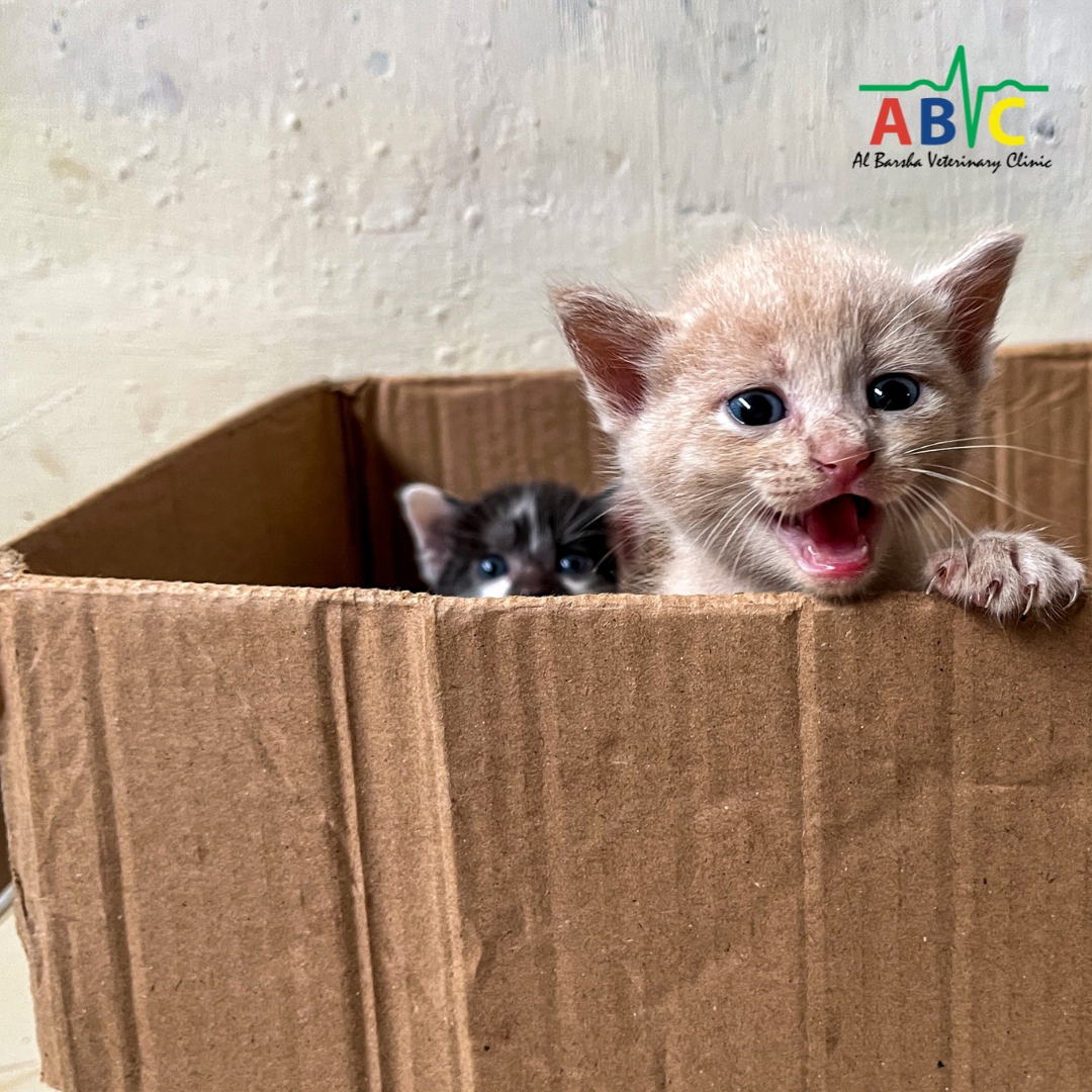 Celebrating International Rescue Cat Day with ABVC