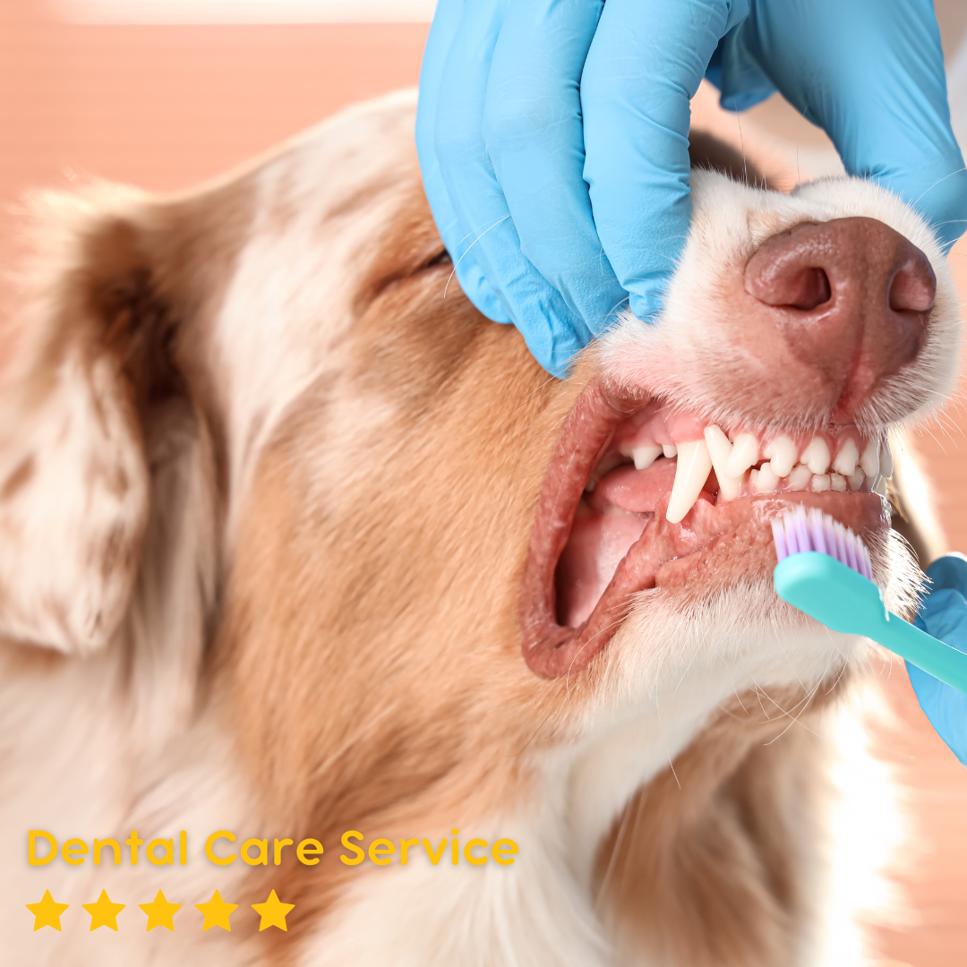 ABVC Dental Promotion