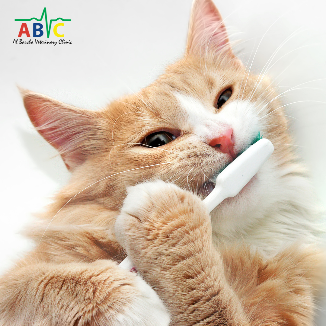 Why Dental Health Matters for Pets?
