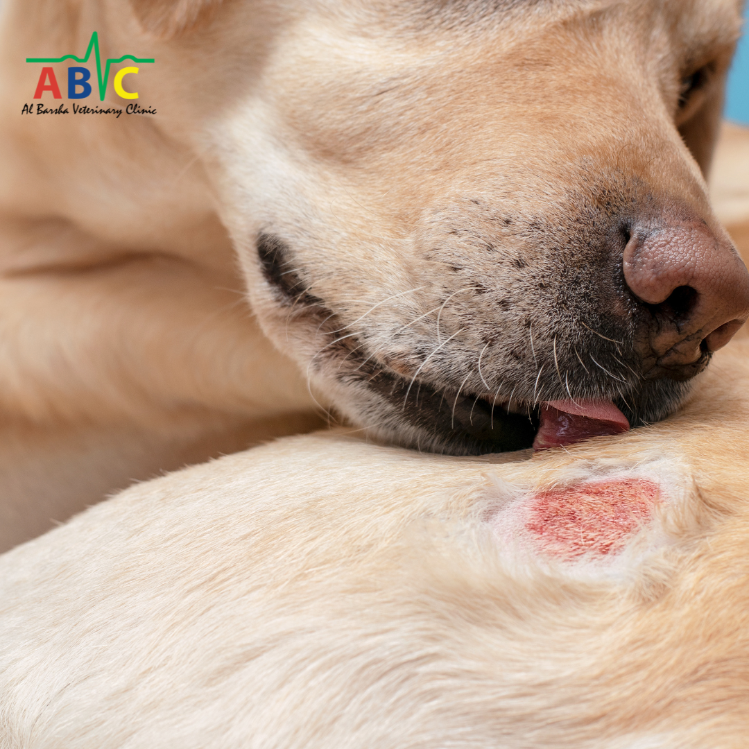 ABVC Skin Allergies in Dogs & Cats