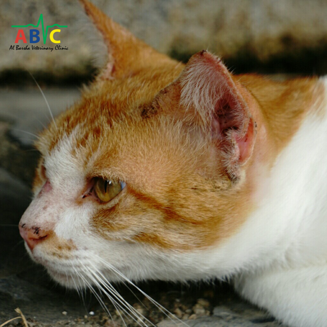 ABVC Skin Allergies in Dogs & Cats