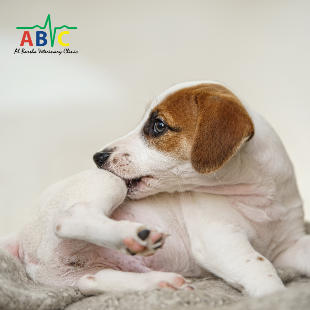 26% Discount on Pet Skin Consultation Fee