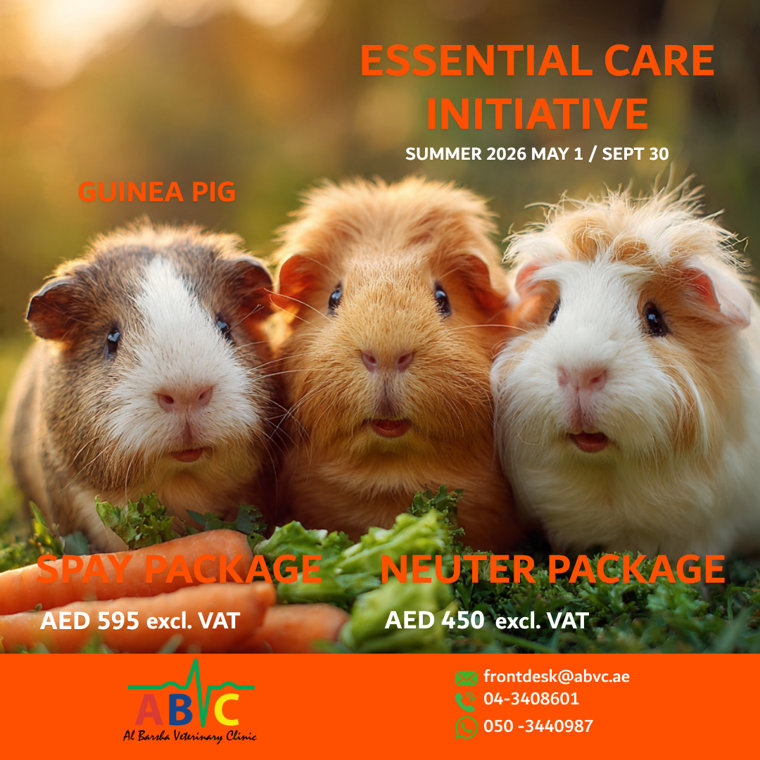 ABVC Guinea Pig Spay & Neuter Package