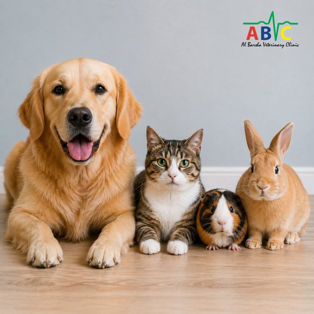 Terms & Conditions – ABVC Essential Care Initiative