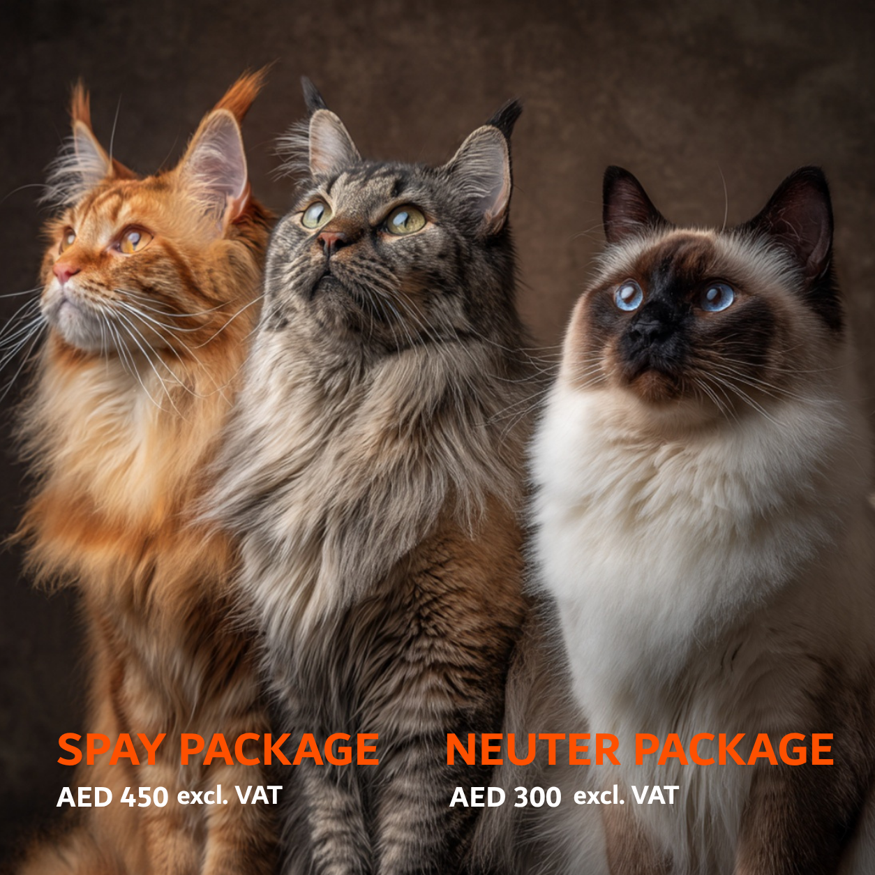 ABVC Cat Spay & Neuter Package