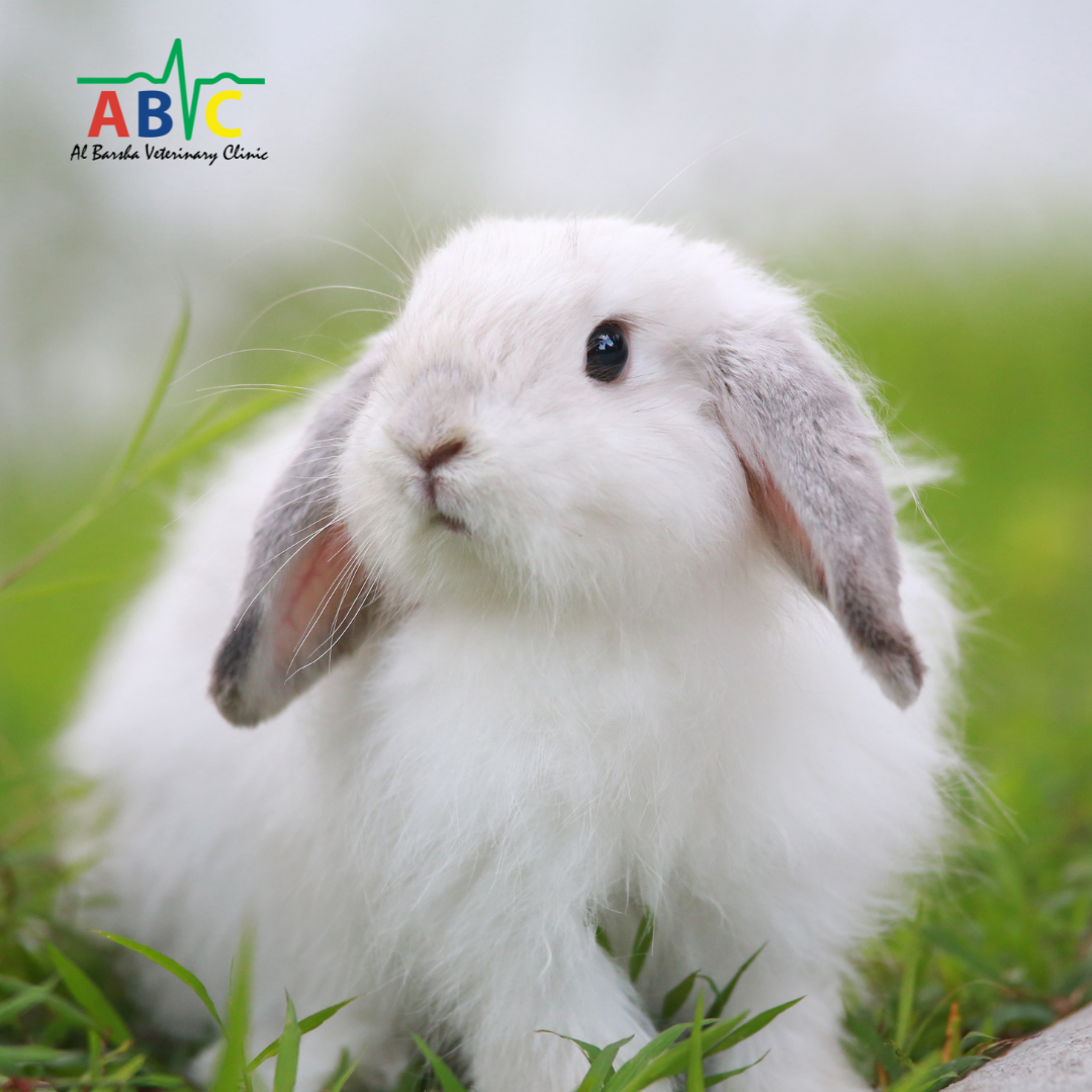 Rabbit Dental Package