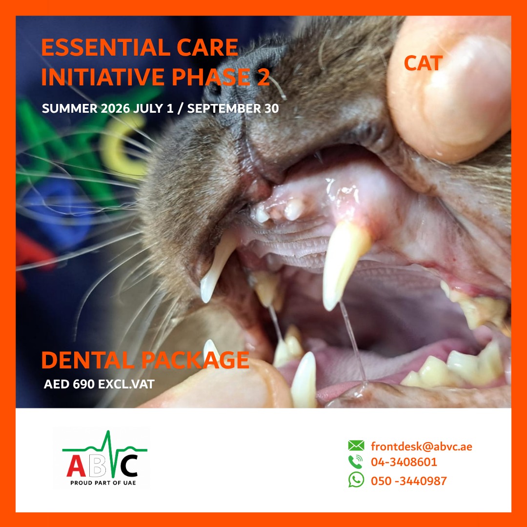 ABVC Cat Dental Package