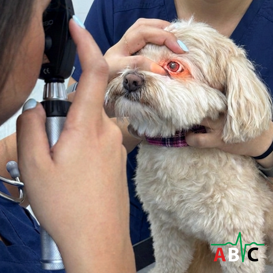 ABVC Does Your Pet Have an Eye Infection? Signs to Look For